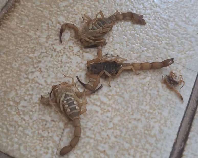 Homem colocou escorpiões em caixa após ser picado