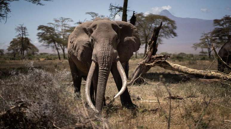 A Botsuana tem cerca de um terço da população mundial de elefantes