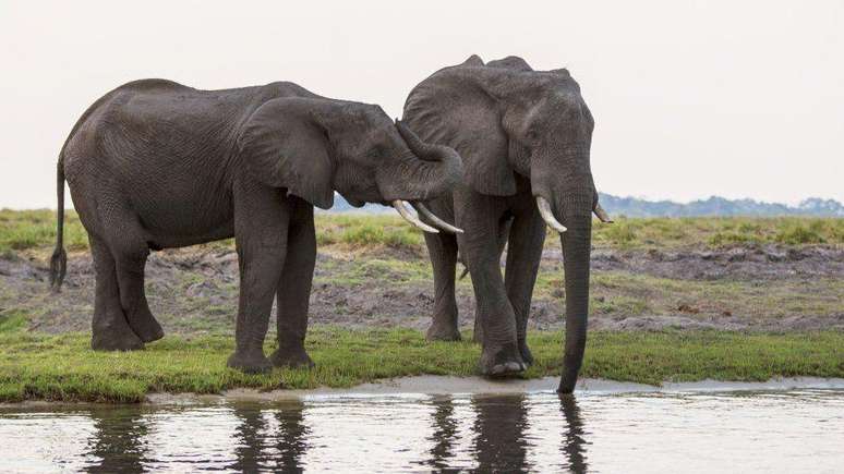 Botswana doou milhares de elefantes aos países vizinhos