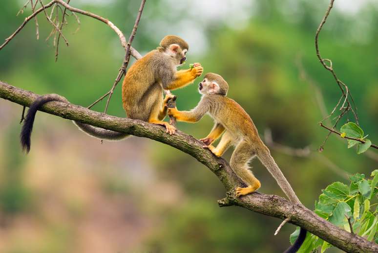 Macacos brincando em galhos de árvores