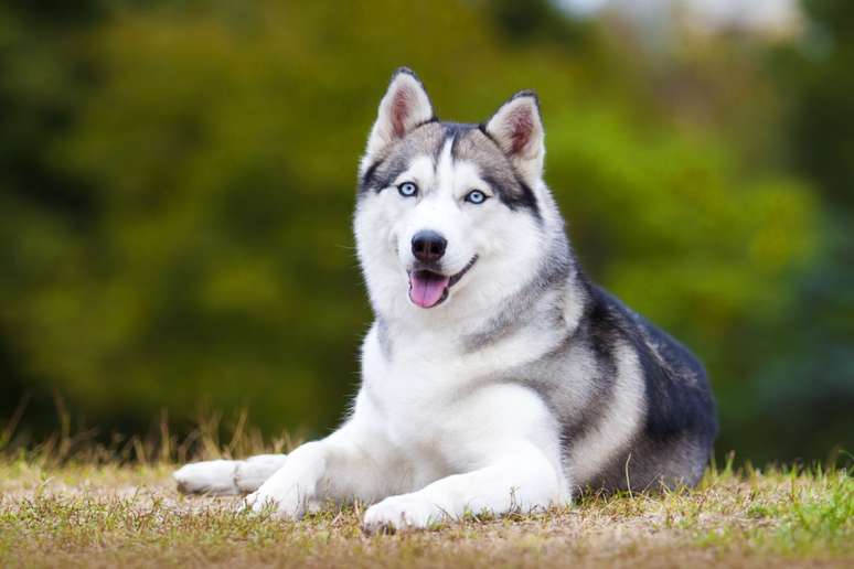 O husky siberiano &eacute; muito ativo e requer exerc&iacute;cios constantes 