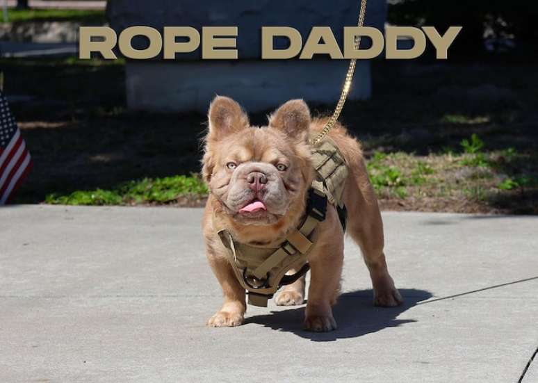 Rope Daddy, o cachorro mais caro do mundo