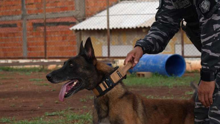 Um dos cães utilizados nas buscas aos fugitivos
