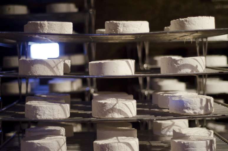 Extinção de fungo ameaça produção de queijo brie no mundo, alerta especialista