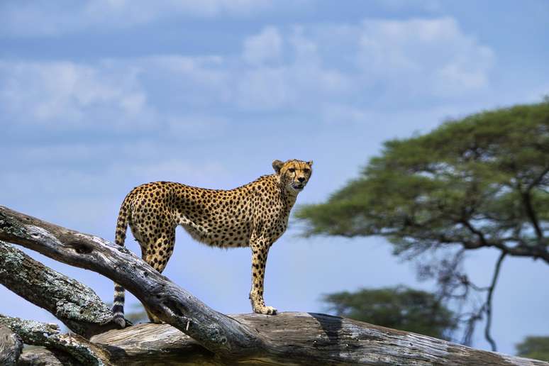 O Serengeti tem a maior concentração de felinos na África