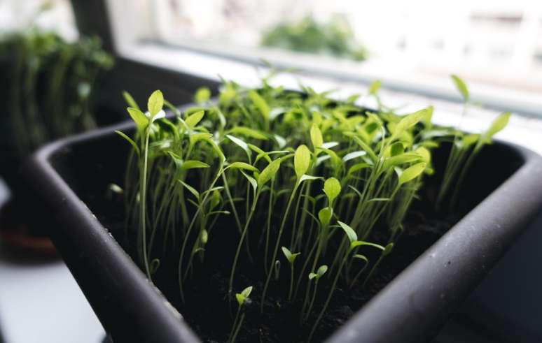 What can you plant in your garden in April
