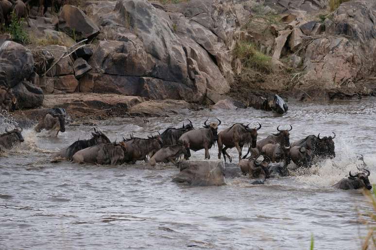 Na Grande Migração, gnus e zebras enfrentam os crocodilos que dominam o Rio Mara