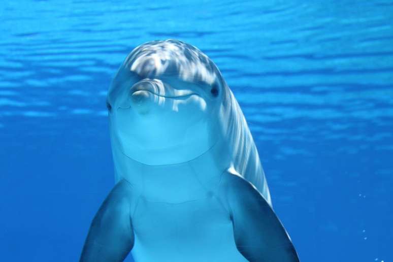 Golfinhos são tão inteligentes que já foram vistos falando no idioma de outra espécie (Imagem: Pixabay/Pexels)