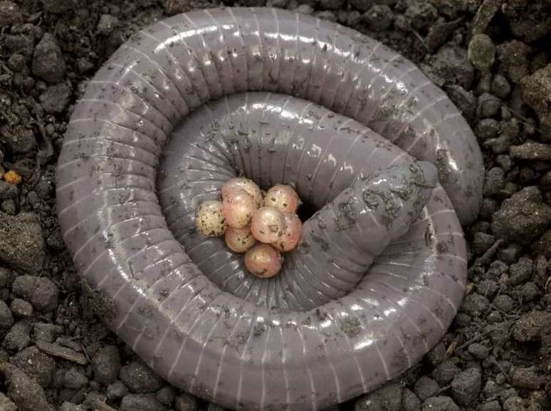 Cobra cega cuida de seus ovos