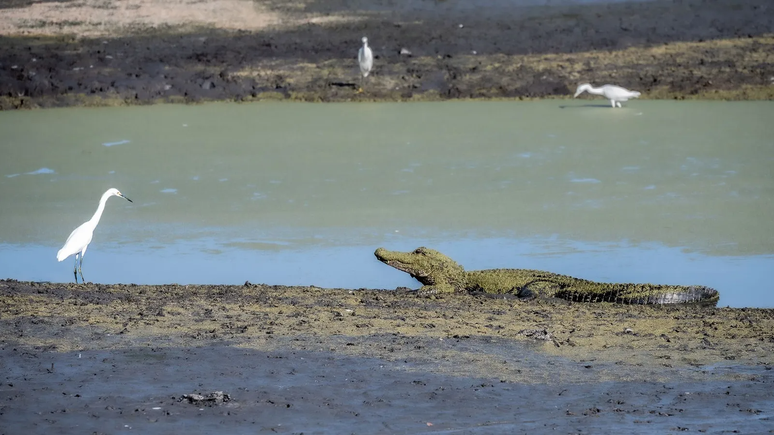 Parece contrassenso, mas as aves pernaltas podem buscar prote&ccedil;&atilde;o contra os predadores fazendo seus ninhos sobre alig&aacute;tores-americanos