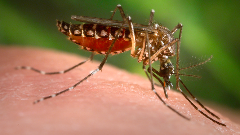 Despite the decline, the dengue epidemic in Brazil leads to an increase in deaths