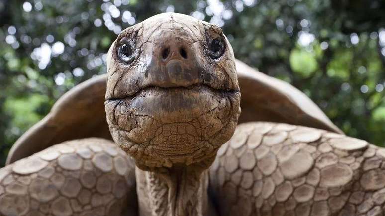 Os cientistas observaram tartarugas de Galápagos acasalando no auge do eclipse total em 2017