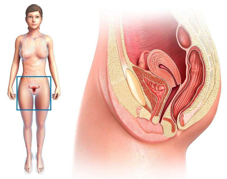 Pesquisadora nos convida a aprofundar o conhecimento sobre nosso corpo e o que nos dá prazer