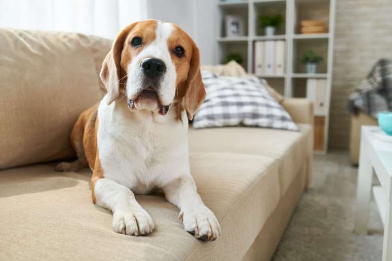 Alguns truques podem ajudar a eliminar o cheiro de cachorro da casa