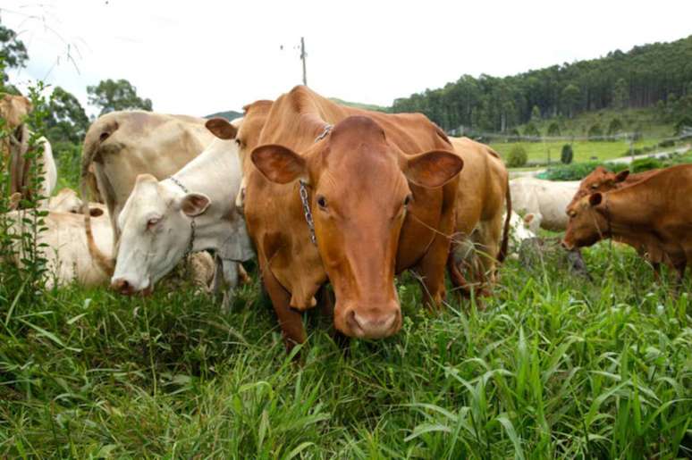 Vacas caracu do rebanho da fazenda Chiqueirão em Poços de Calda