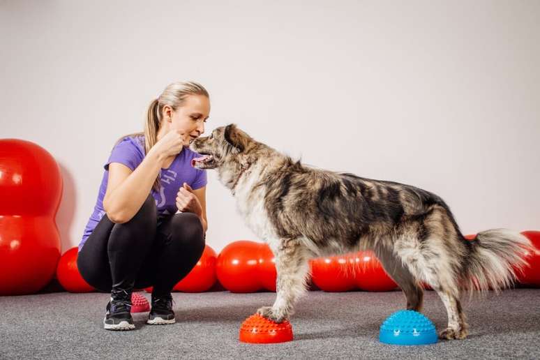 As sessões de treinamento mental fortalecem o vínculo entre o tutor e o animal de estimação 