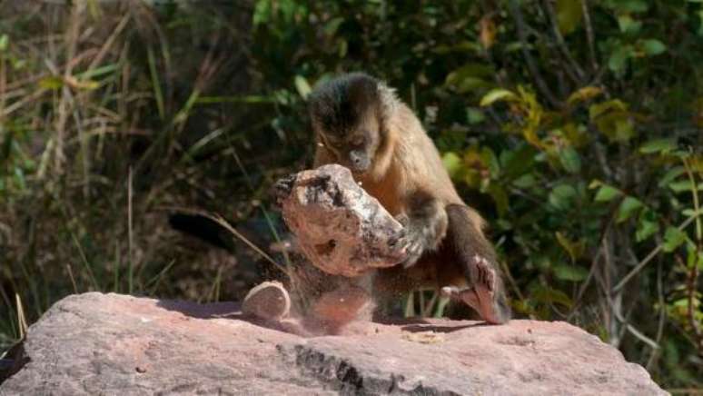 Macacos-prego sabem usar ferramentas, como as feitas de pedras, para obter alimentos e água
