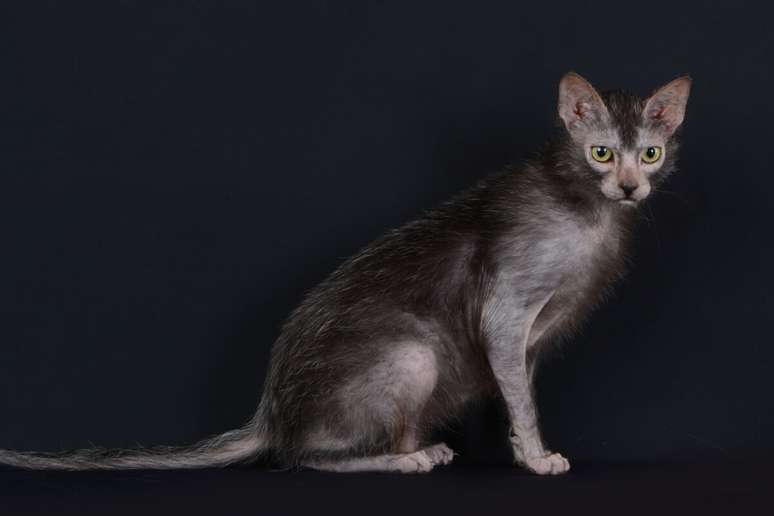 O lykoi chama atenção por sua pelagem falhada e é conhecido como gato lobisomem 