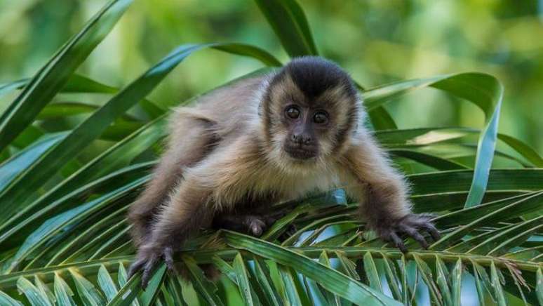 Os macacos-prego-amarelo têm uma habilidade cognitiva 'extraordinária', aponta pesquisa