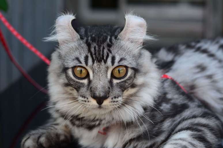 O american curl tem as orelhas curvadas para trás e é um gato gentil e curioso 