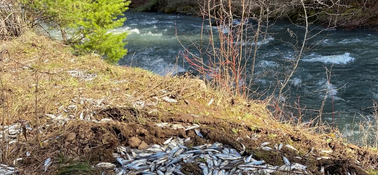 Caminhão-tanque que transportava peixes para reposição de estoque capotou em rodovia dos Estados Unidos