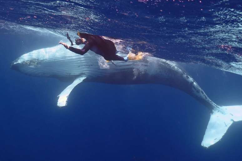 É possível nadar com baleias, contudo há regras estritas para proteger o bem-estar dos animais 