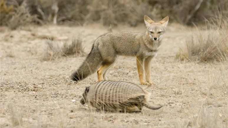 Existem mais de 10 espécies de raposa sul-americana, incluindo a raposa-cinzenta