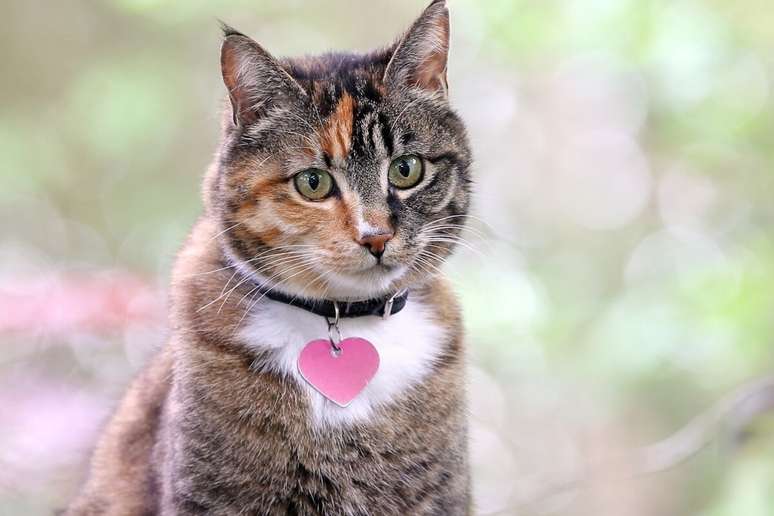 Estilo dos cantores de pop ajuda a escolher o nome dos gatos