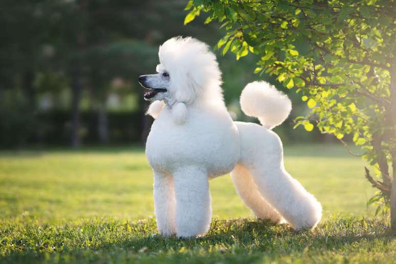 Poodle é uma das raças com propensão a ter catarata 