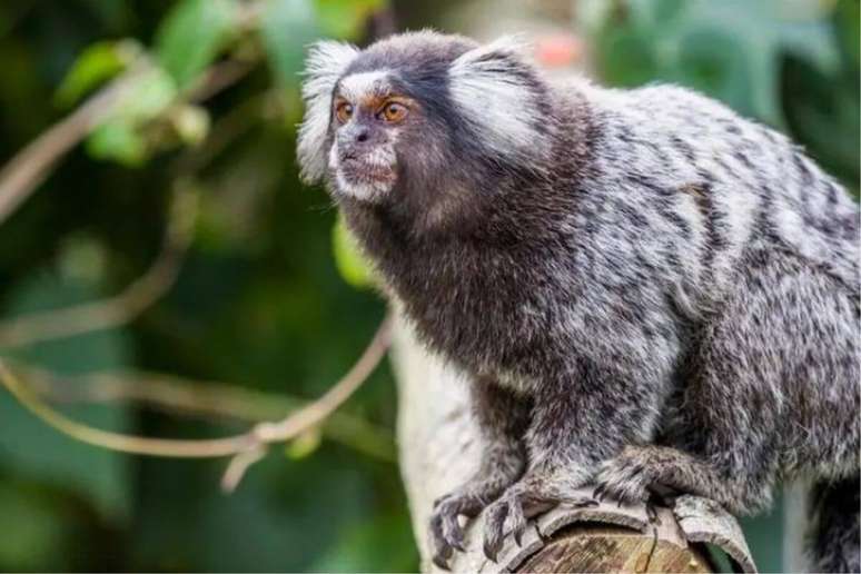 Sagui-comum é um dos menores macacos já encontrados 
