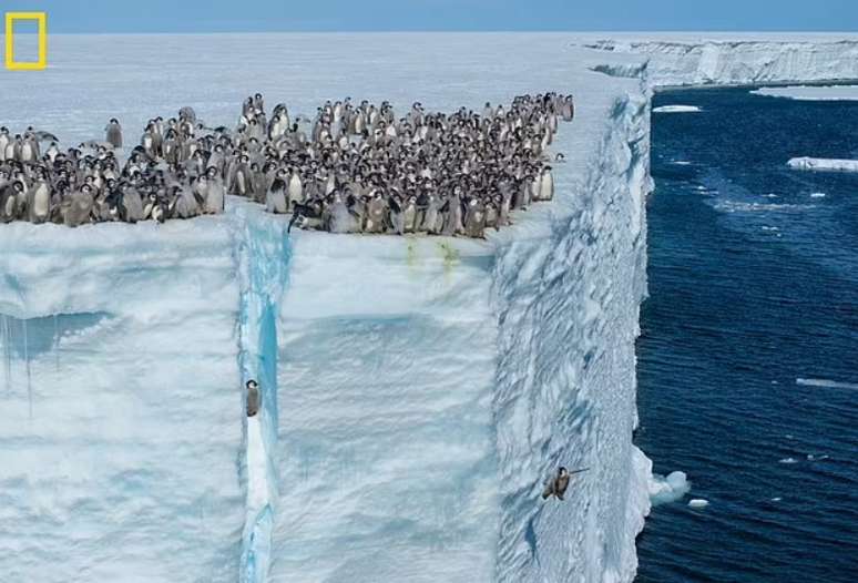 Centenas de pinguins estavam reunidos no penhasco se preparando para saltar