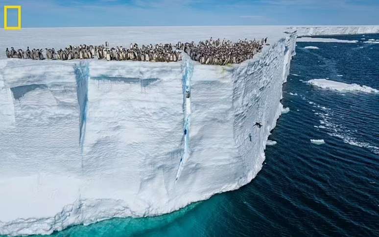  Equipe de filmagem da National Geographic estava visitando a Baía de Atka, na plataforma de gelo Ekstrom, quando avistou aproximadamente 700 filhotes de pinguim-imperador 