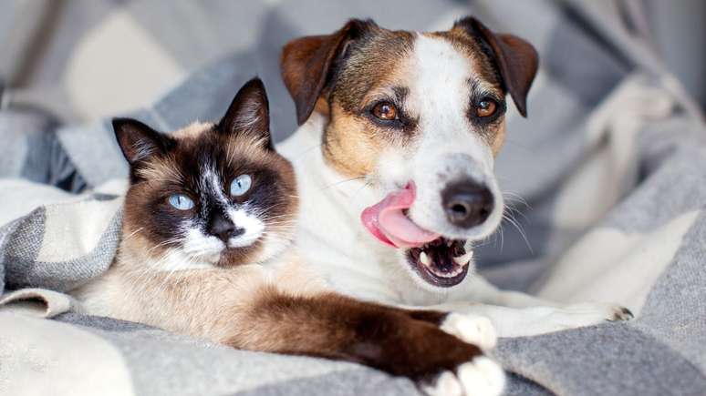 Veja como aumentar a imunidade dos pets