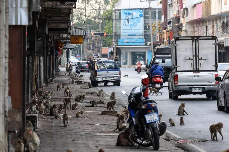 Macacos andam livremente pelas ruas de Lopburi, na Tailândia