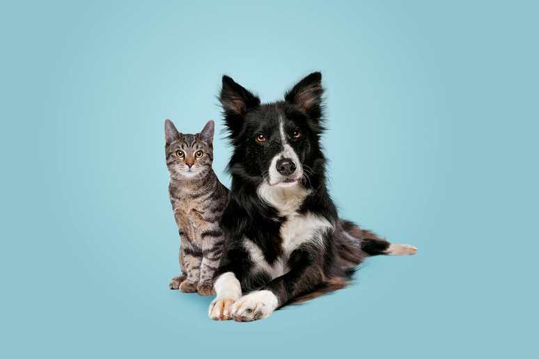 Visitas regulares ao veterinário são importantes para a qualidade de vida dos pets