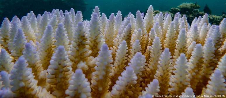 Branqueamento massivo das barreiras de corais atual é o quarto registrado dese 1985
