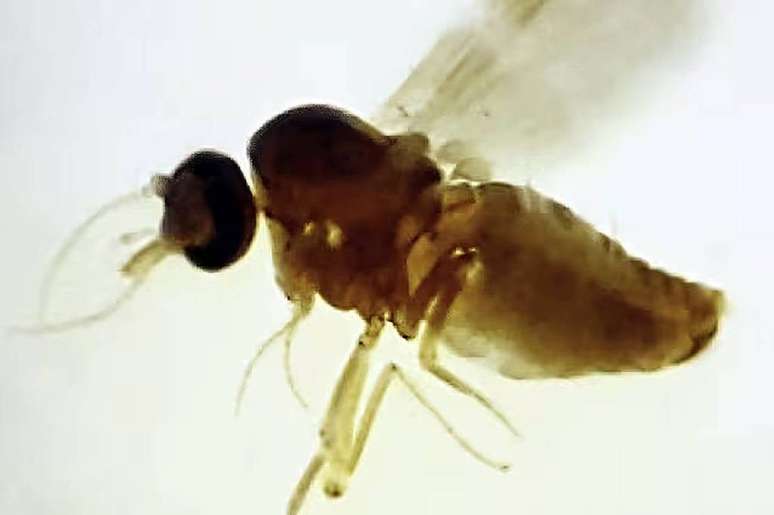 Culicoides paraenses, conhecido como maruim ou mosquito do mangue –