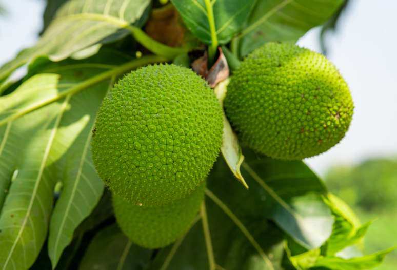 Conheça os benefícios da fruta-pão para a saúde