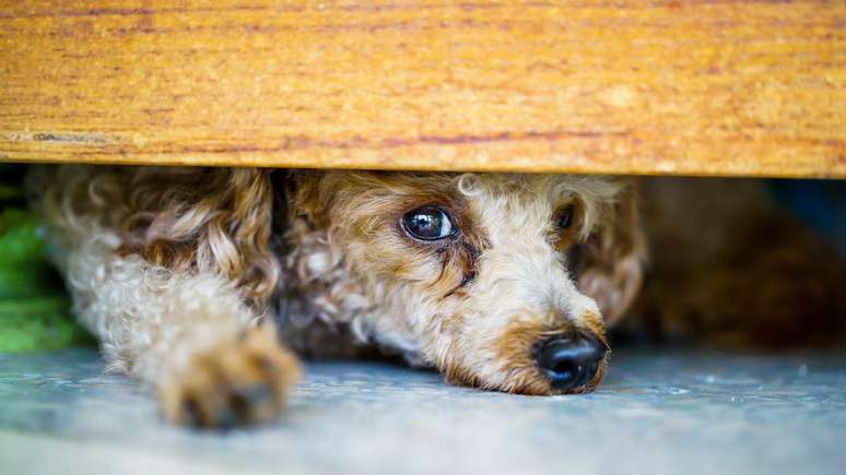 Descubra como evitar a crueldade animal nesse Abril Laranja