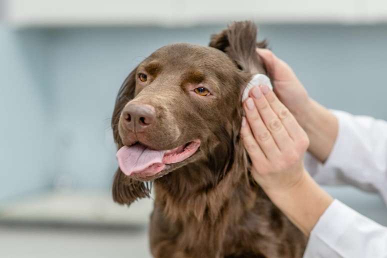 O tratamento da otite em cachorro varia conforme o caso 