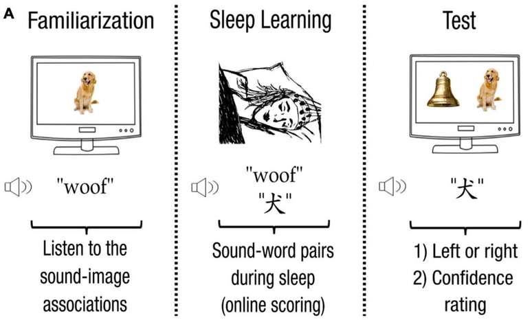 Técnica permite o aprendizado de palavras em um novo idioma, durante o sono (Imagem: Koroma et al., 2022/Frontiers in Neuroscience)