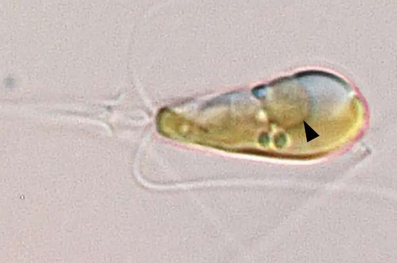 Em evento raro, bactéria evoluiu para nova estrutura celular dentro das algas