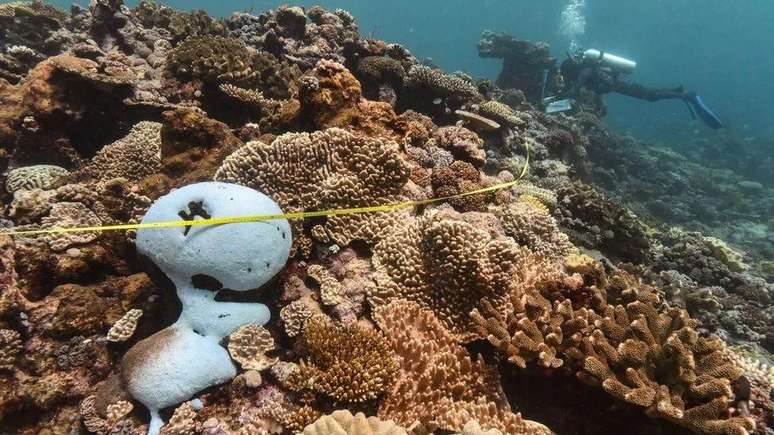 Se um coral morre, isso afeta os peixes