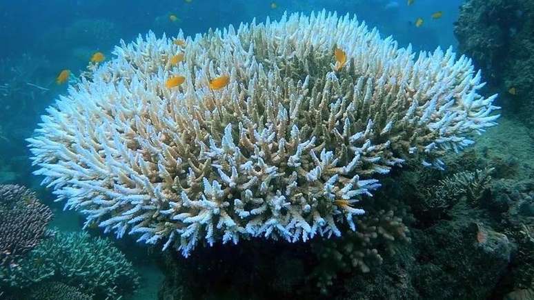 Estamos passando pela quarta onda de branqueamento em massa de corais, potencializada pelas mudanças climáticas e pelo El Niño, segundo pesquisadores