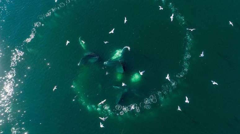 Pesquisadosres do Seti esperam que decifrar a comunicação das baleias nos ajude a entender os alienígenas, caso os encontremos