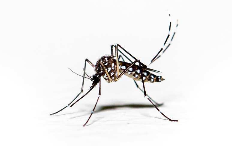 Mosquito Aedes aegypti pernilongo com manchas brancas e fundo branco