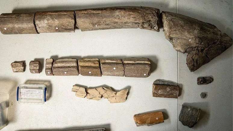 Os fósseis de mandíbulas recém-descobertos (na parte superior) são maiores do que os mesmos ossos de animais do tamanho de orcas (na parte inferior)