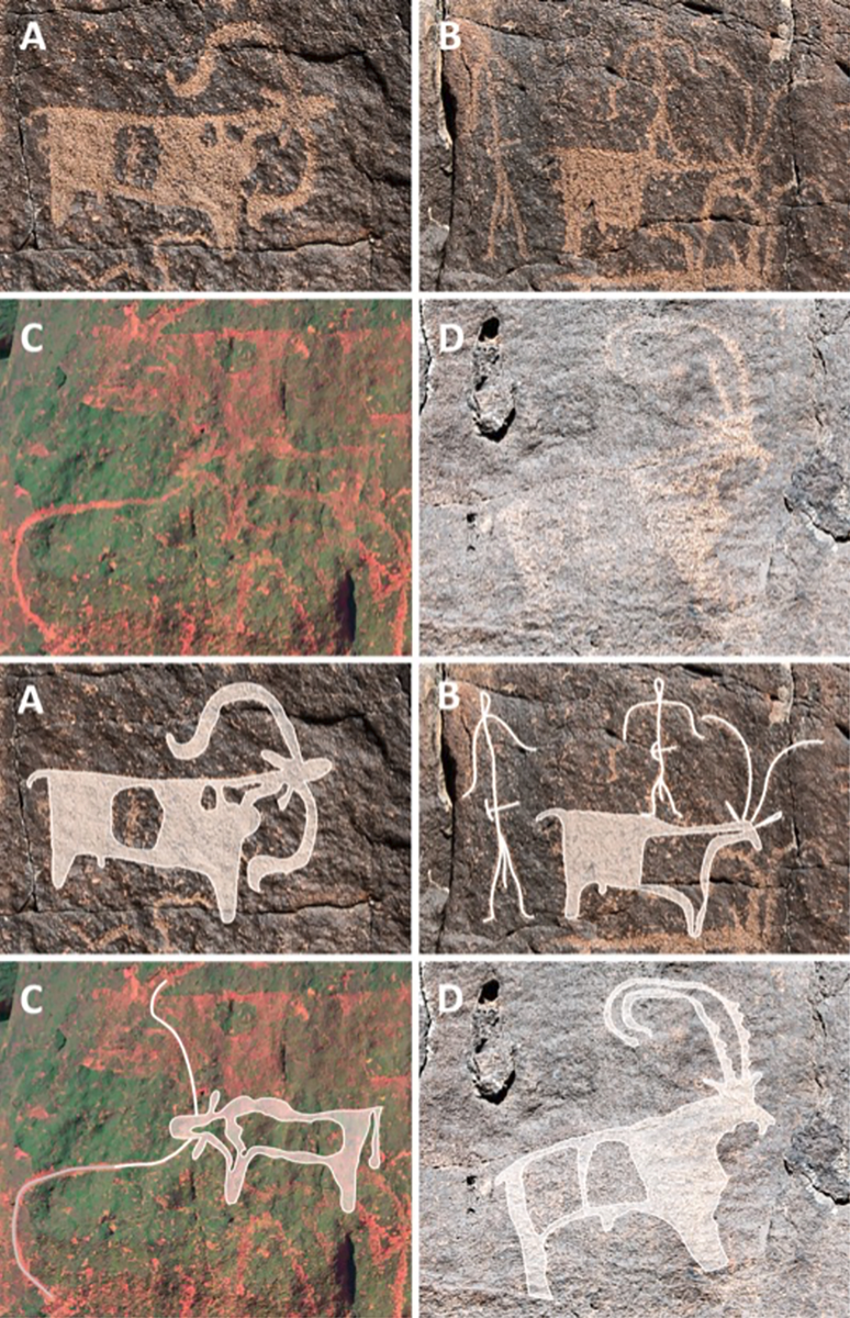 Nas cavernas de Umm Jirsan, há muita arte rupestre representando o que parecem ser pastores e seus rebanhos (Imagem: Stewart et al./PLOS One)