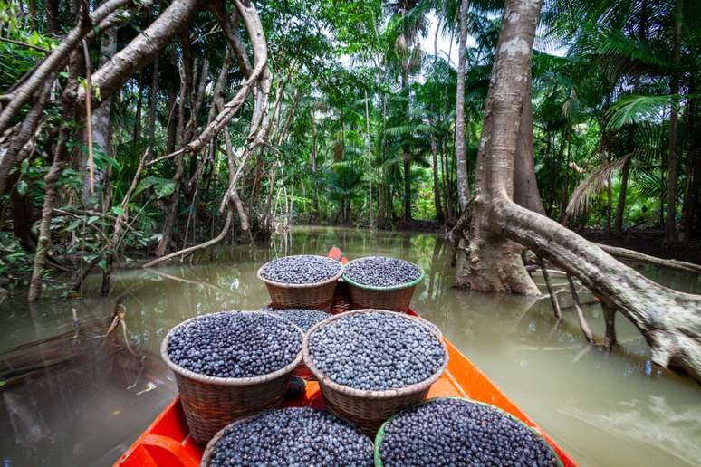O açaí é um componente essencial na dieta de povos da Amazônia 