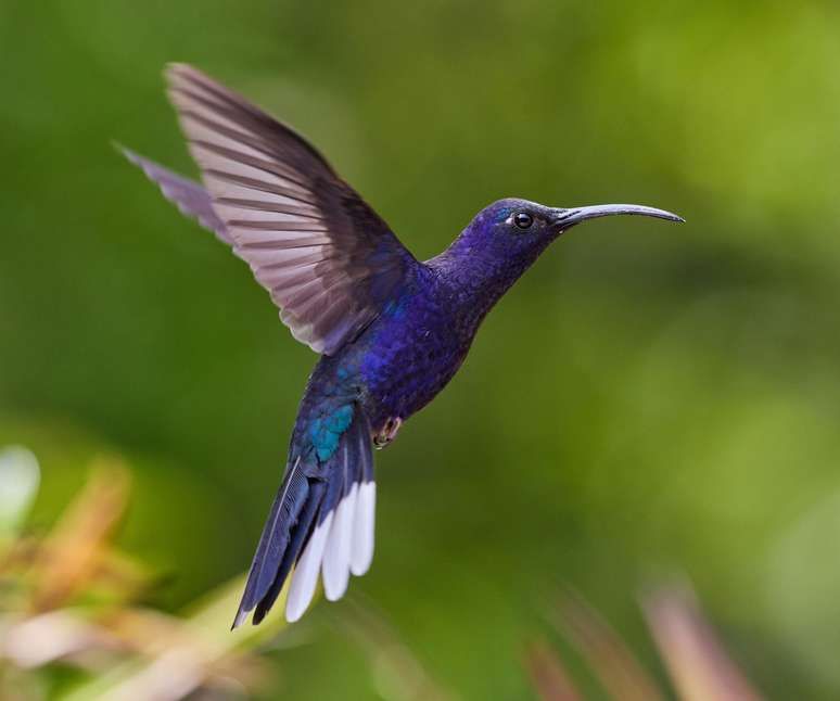 Imagem de um beija-flor voando